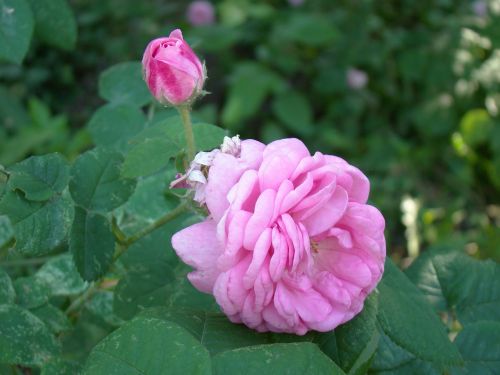 rose hip flowers pink