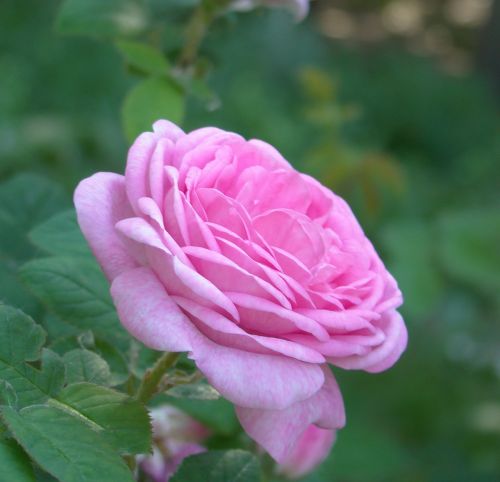 rose hip flower pink