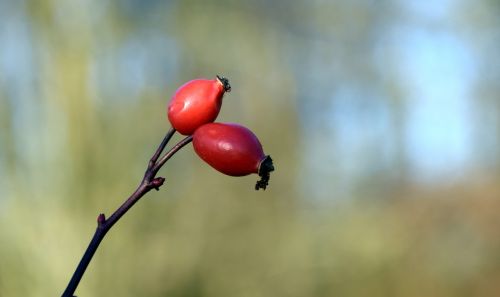 rose hip red nature