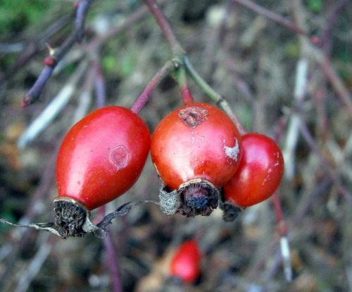 rose hip fruit sammelfrucht