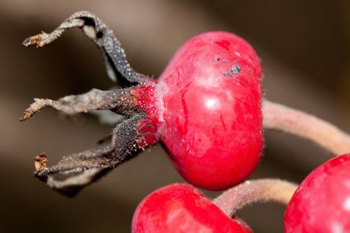 rose hip rosa canina fruit