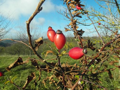 rose hip red wild