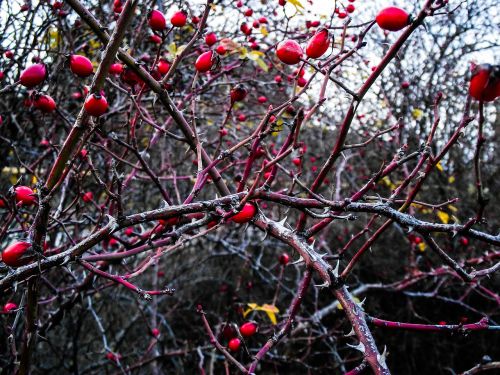 rose hip plant berries