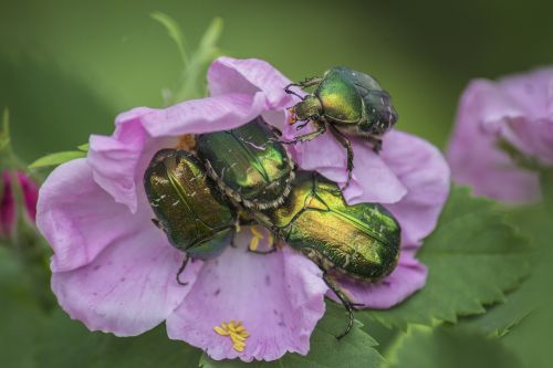 rose hip bug beetle