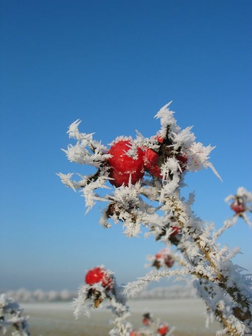 rose hip frost winter