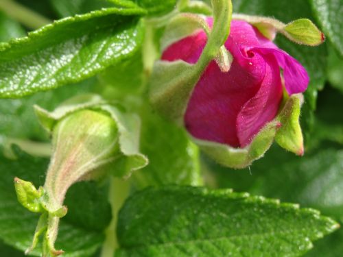 rose hip bud beauty