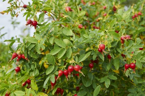 rose hip bush berry