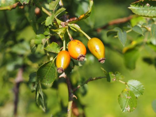 rose hip tee bless you