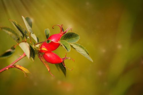 rose hip nature fruit