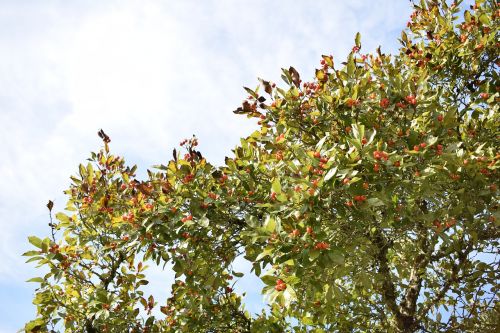 rose hip tree autumn fruit