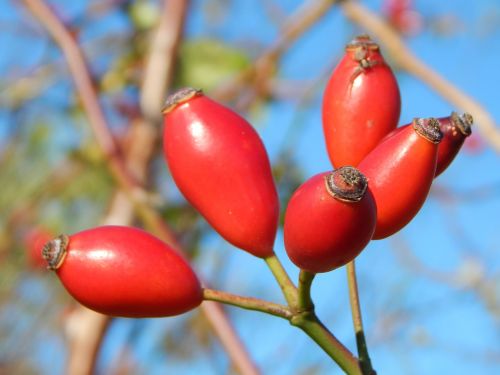 rose hip autumn bush