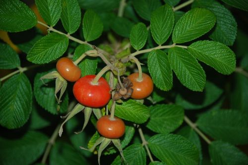 rose hip nature plant