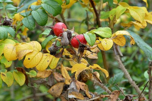 rose hip haw red