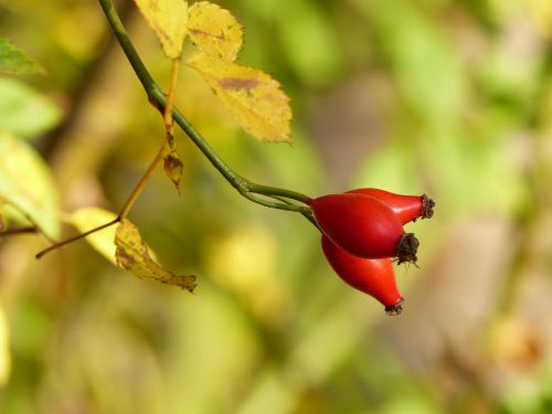 rose hip autumn fruits autumn