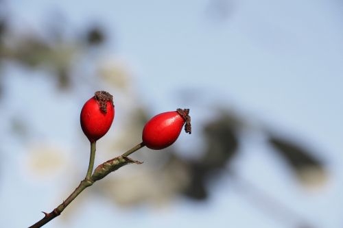 rose hip red branch