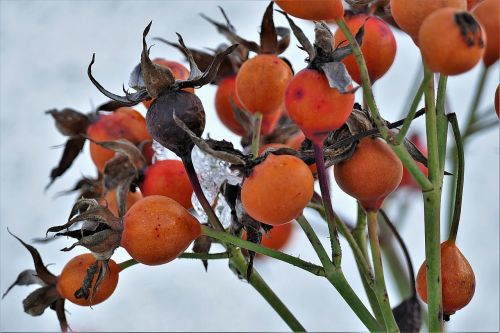 rose hip red fruit