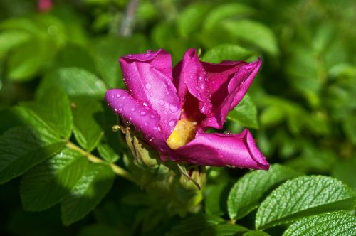 rose hip rose wild