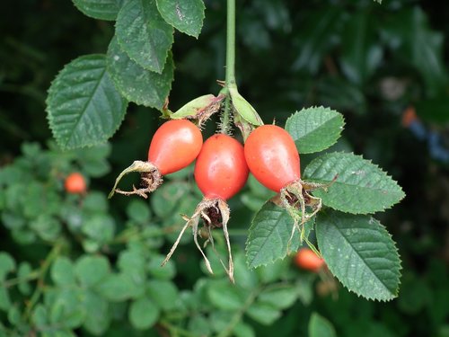 rose hip  leaf  nature