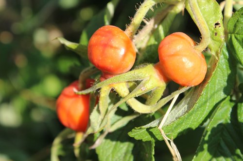 rose hip  rose seeds  rose