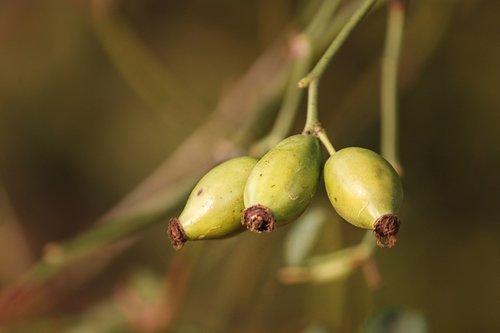 rose hip  bush  rosebush