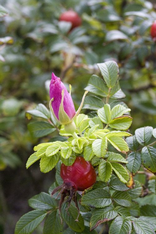 rose hip red summer