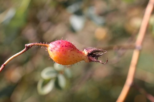 rose hip  fruit  plant