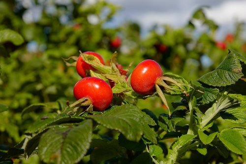 rose hip  plant  fruit