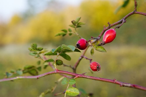 rose hip  fruiting bodies  red