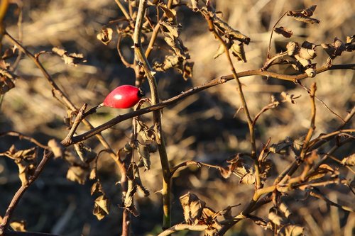 rose hip  dry  autumn