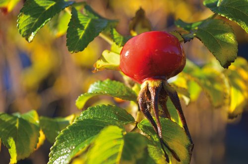 rose hip  autumn mood  wild rose