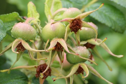 rose hip rose apples haw