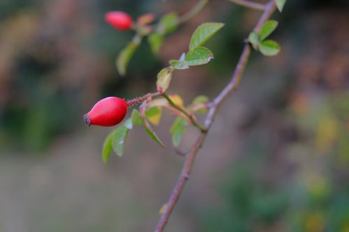 rose hip berry branch