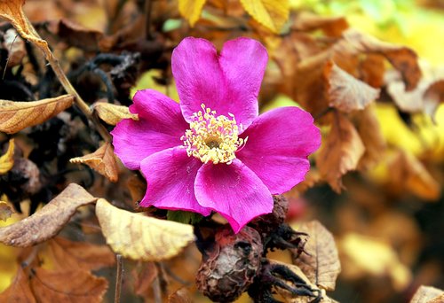rose hip  autumn  nature