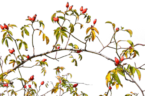 rose hip  isolated  plant