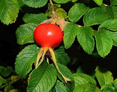 rose hip fruit wild rose