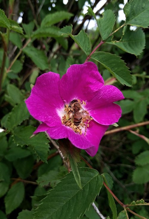 rose hip  flower  plant