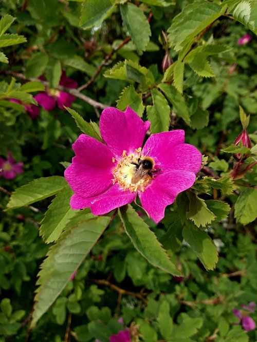 rose hip  flower  plant