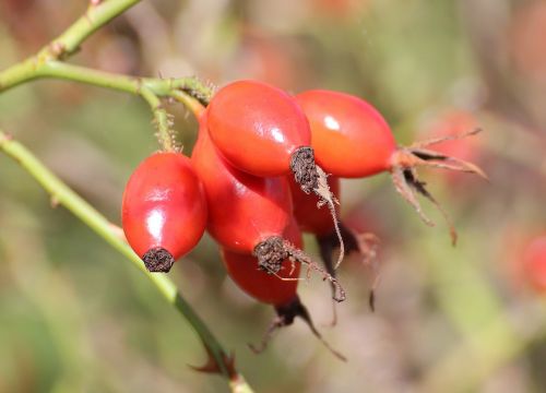 rose hip haegen heép