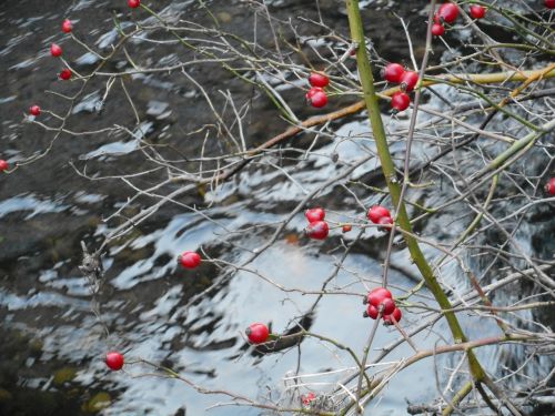 rose hip fruit water