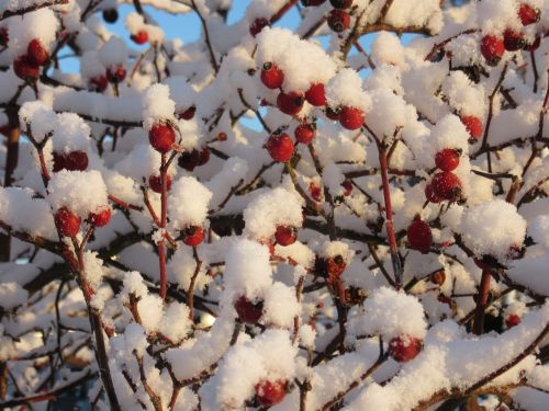 rose hip wild fruit snow