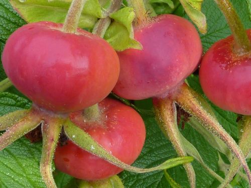 rose hip haegen heép