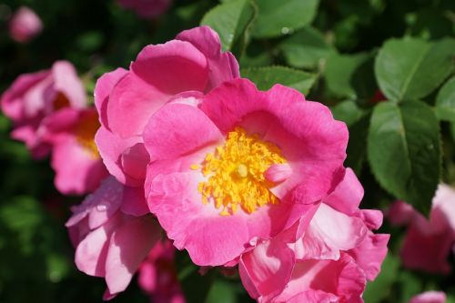 rose hip blossom bloom