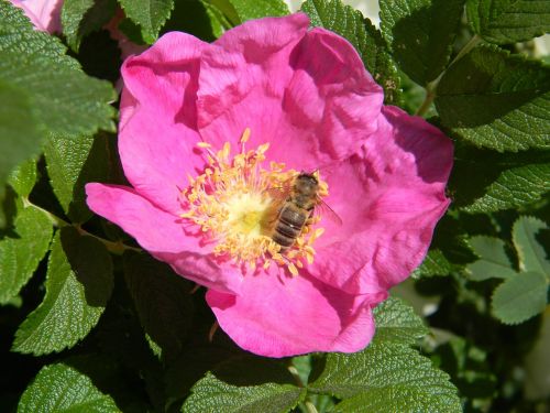 rose hip bee flower