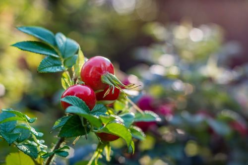 rose hip plant red