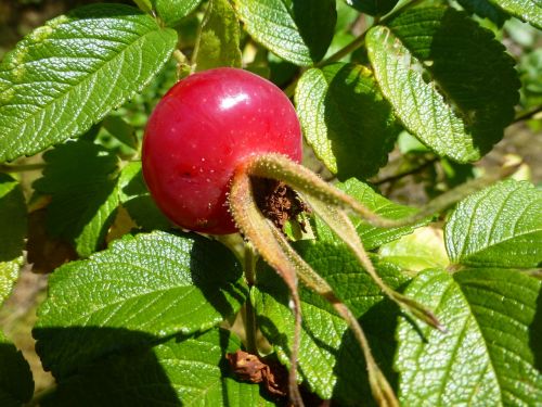 rose hip red fruit