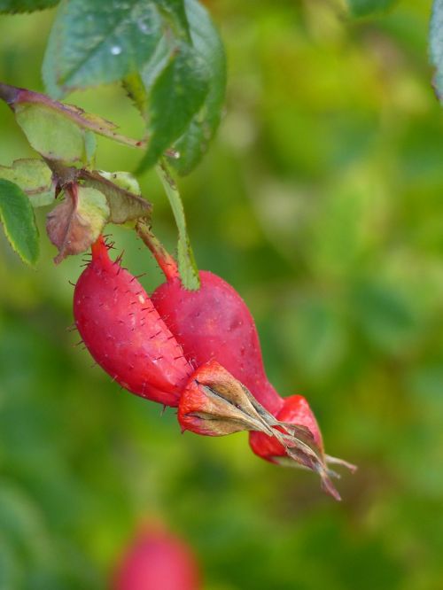 rose hips garden red