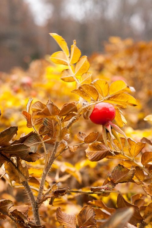 rose hips autumn yellow