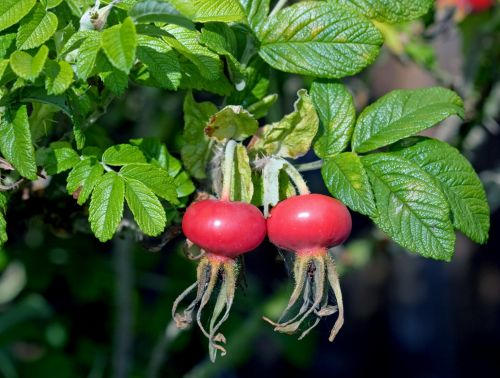 Rose Hips