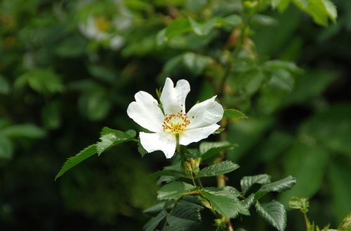 rose hips white flower petals