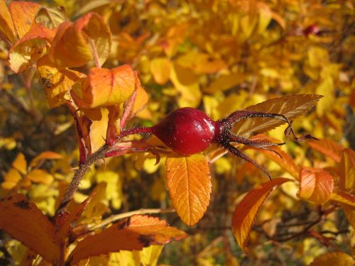 rose hips bush orange